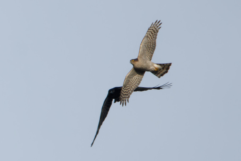 Photo of Sparrowhawk